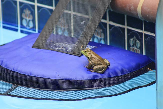 Frog sitting on a floating pool skimmer beside a pool edge