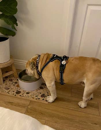 Dog with a harness drinks from a bowl in a home setting, showcasing a pet-friendly space for an article about shopping for pet accessories