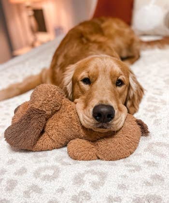 another reviewer's Golden Retriever lying on a rug with its head resting on the stuffed toy