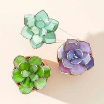 The three stained glass succulent plants 