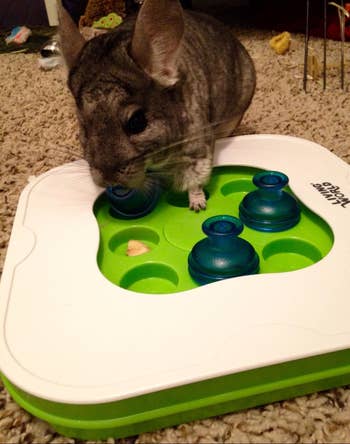 a chinchilla using the brain teaser toy