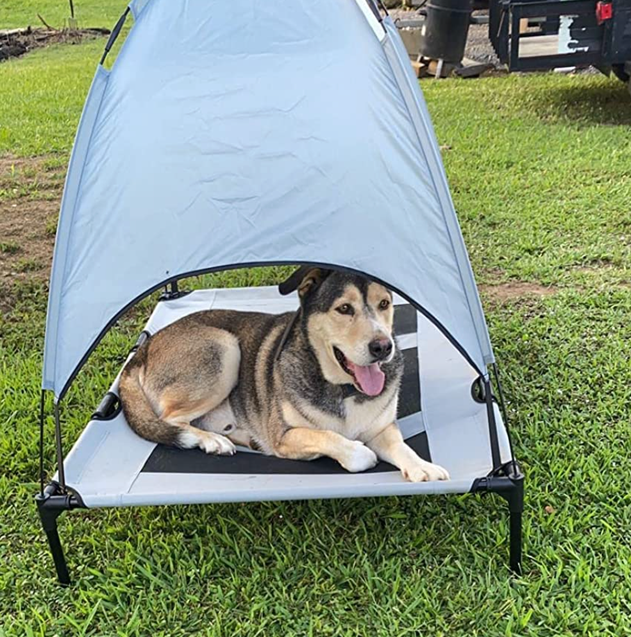 Dog sitting happily on its bed with the canopy above it