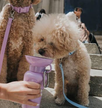 small dog drinking out of a water bottle with a bowl-shaped top 