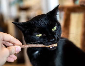 cat chewing on a matatabi stick