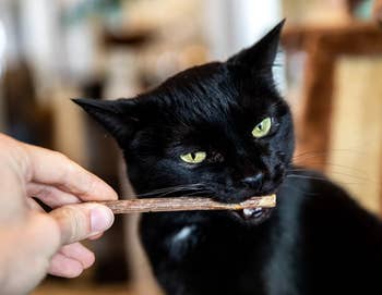 cat chewing on a matatabi stick