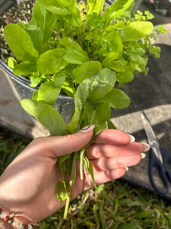 A manus  holds arugula