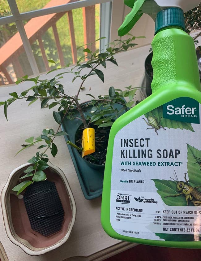Reviewer's bottle of insect killing soap