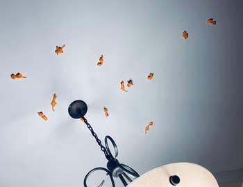 Slingshot chickens stuck on a reviewer's ceiling