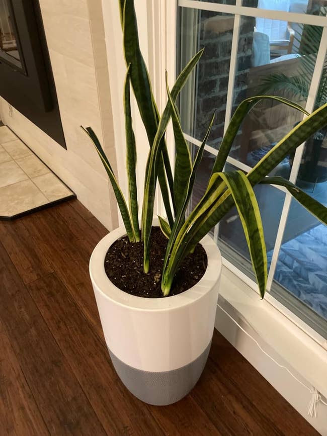 Snake plant in a white, modern planter that also functions as an air purifier 