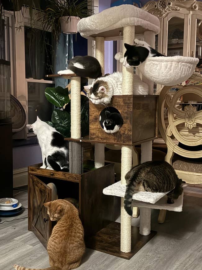 If You Refuse To Let Having Cats Ruin Your Aesthetic, Here Are 27