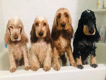 Reviewer photo of four dogs in bath tub after using the dog wash