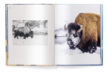 inside pages showing a single bison in the snow 