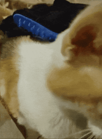 Reviewer gif of them grooming their cat with the gloves