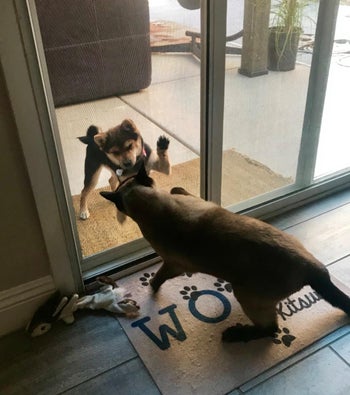 reviewer's two dogs on opposite sides of a screen door