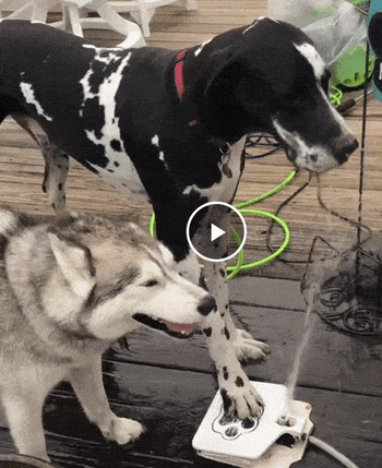 Two dogs getting sprayed by the water fountain while the black and white one in the back stands on it and drinks the water