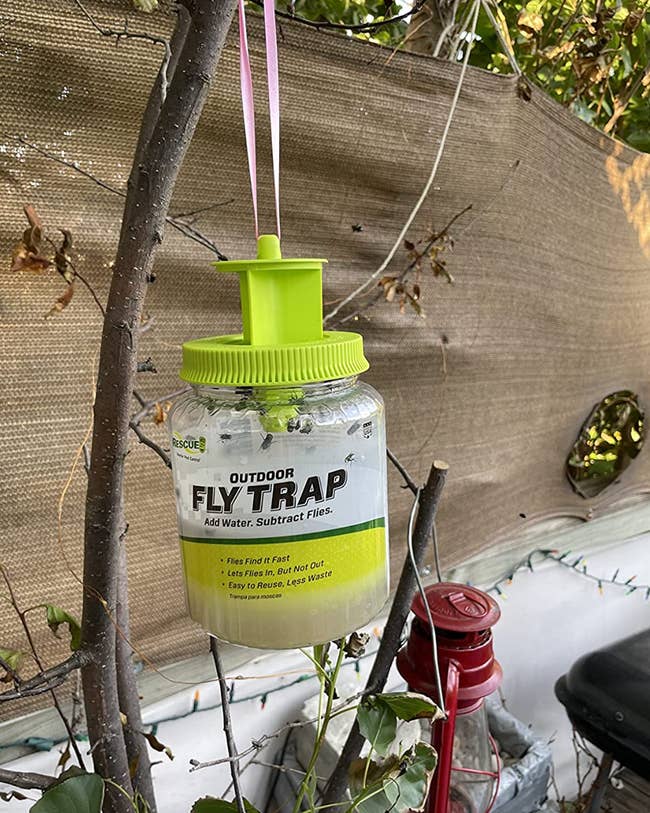 A green cylinder fly trap hanging from a plant 