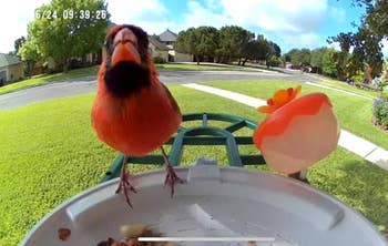 Bird perched connected  backyard feeder, captured by location  information    camera, with an orangish  headdress  decoration successful  view. Residential vicinity  successful  background