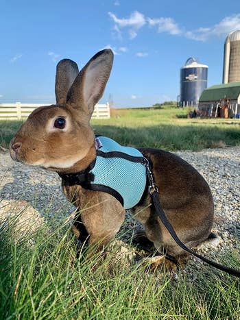 brown bunny with little blue harness and leash sitting in grass