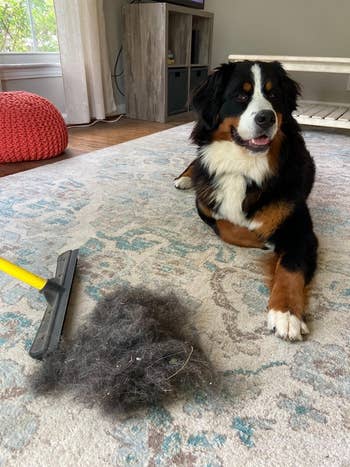 reviewer's carpet with a hairball and a dog next to the broom 