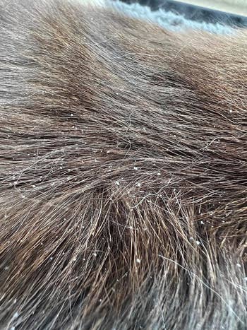 before of reviewer's cat's fur with dander and flakes