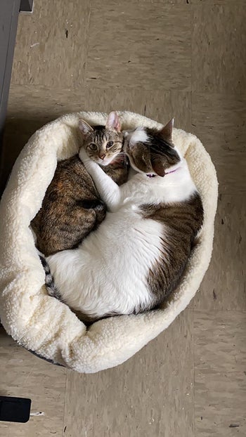 reviewer photo, two cats snuggling in cat bed