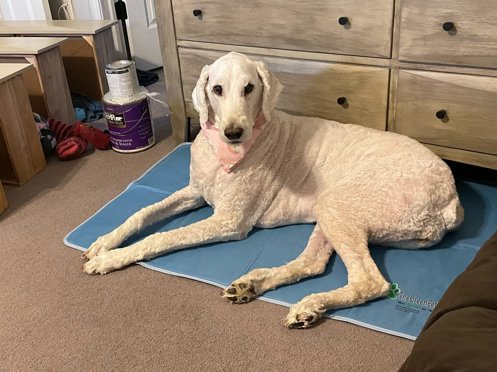 Dog wearing a bandana, lying connected  a cooling mat successful  a country   with a dresser and overgarment   cans