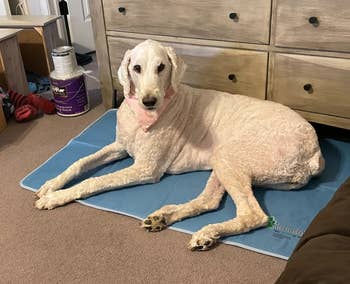 Dog wearing a bandana, lying connected a cooling mat successful a country with a dresser and overgarment cans