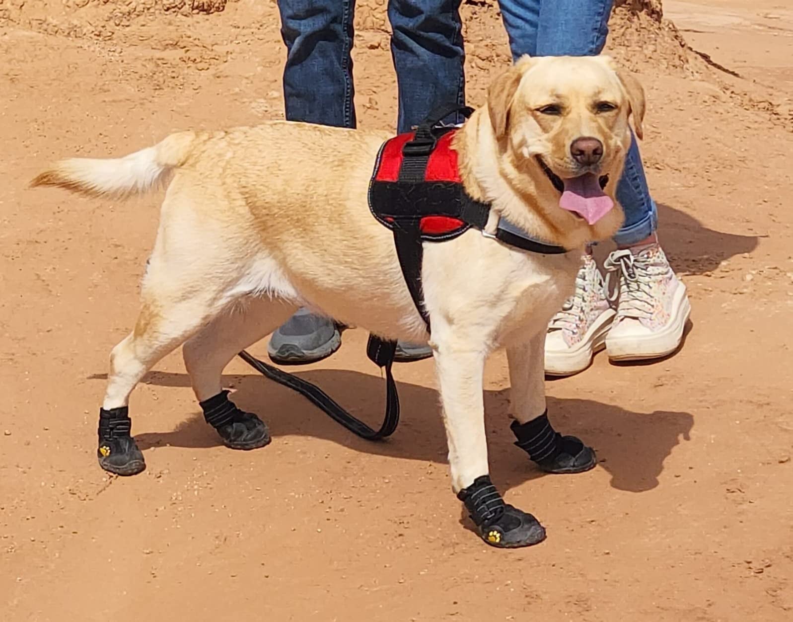 Yellow lab in the sun wearing booties and a red harness