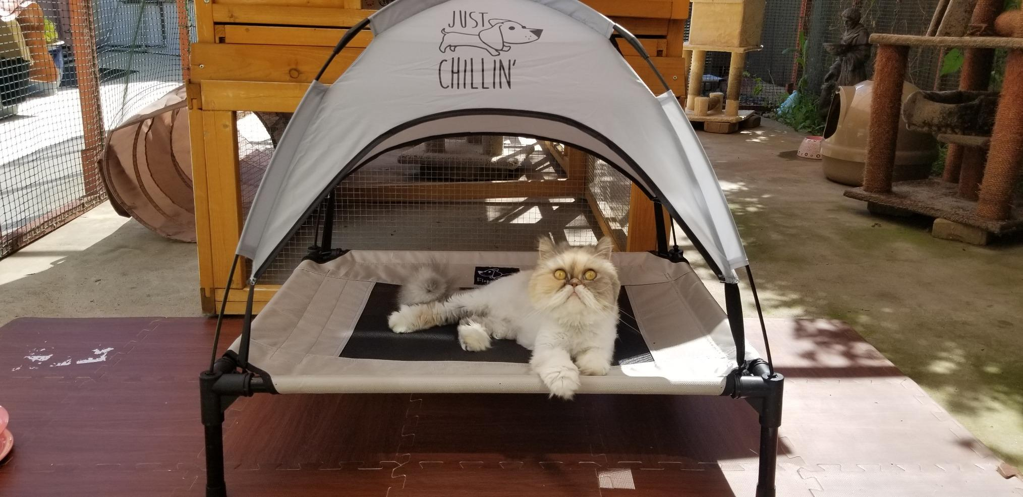 Fluffy feline  lounging connected  a raised favored  furniture  nether  a canopy with 