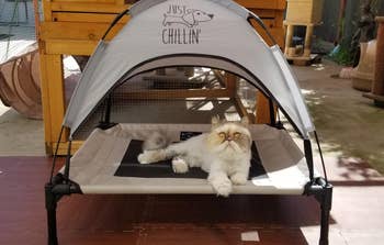 Fluffy feline lounging connected a raised favored furniture nether a canopy with