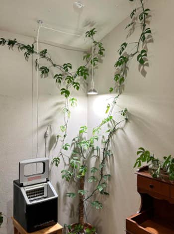 Indoor country with a curling vine works adjacent a hanging lamp, lasting crystal shaper connected a tiny table, and portion of a woody table visible
