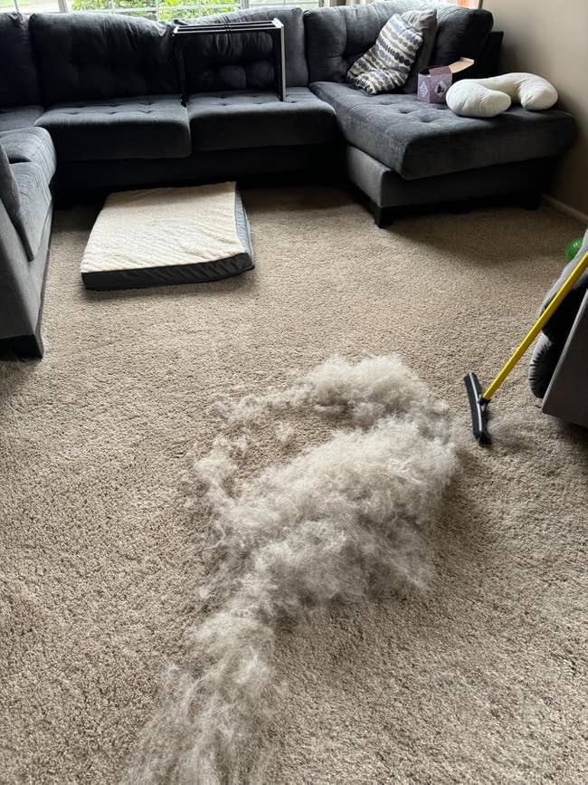 A ample  heap  of favored  hairsbreadth  connected  a carpet successful  beforehand   of a couch, adjacent  to the broom