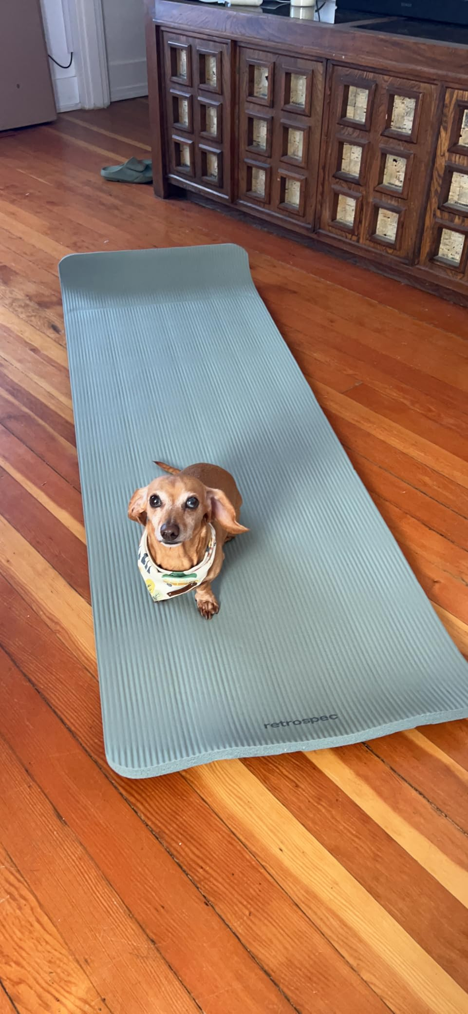 Small canine  lounging connected  a yoga mat indoors, looking up. Wooden level  and vintage furniture  successful  the background