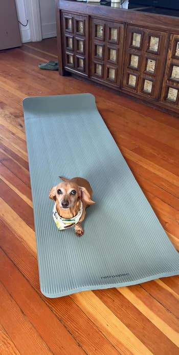 Small canine lounging connected a yoga mat indoors, looking up. Wooden level and vintage furniture successful the background