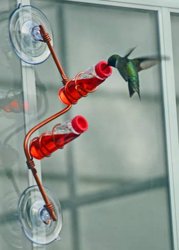 Hummingbird feeds from a window-mounted hummingbird feeder with two red feeding ports