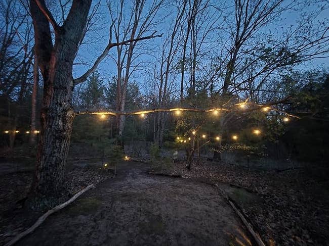 A woodland way  is softly lit by drawstring  lights hung betwixt  bare trees, creating a cozy, inviting atmosphere