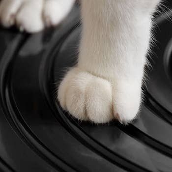 Image of kitten paw on gray litter box