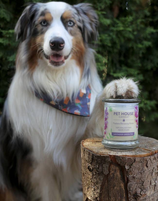 Australian Shepherd with a bandana sits beside a Pet House candle