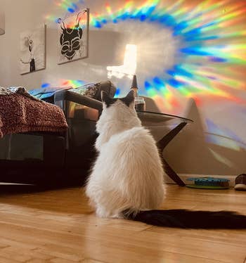 reviewer's cat staring at a rainbow being reflected onto a wall from the window film