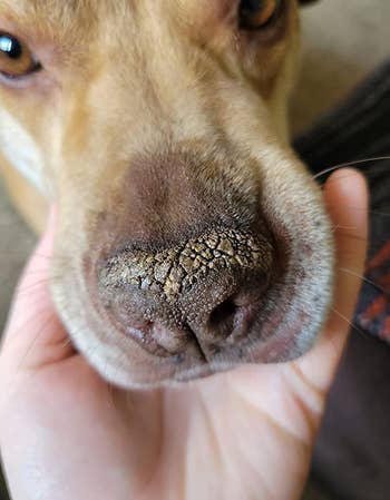 a reviewer photo of a dog with a dry, racked nose 