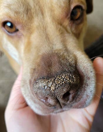 a reviewer photo of a dog with a dry, racked nose 