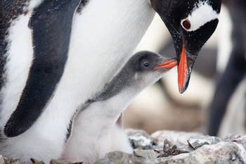 Here Are 13 Baby Animals That You Can Virtually Pet, If That's The Kind Of Thing You Need Right Now Here Are 13 Baby Animals That You Can Virtually Pet, If That's The Kind Of Thing You Need Right Now