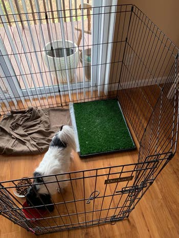 a reviewer showing the grass pad inside a kennel
