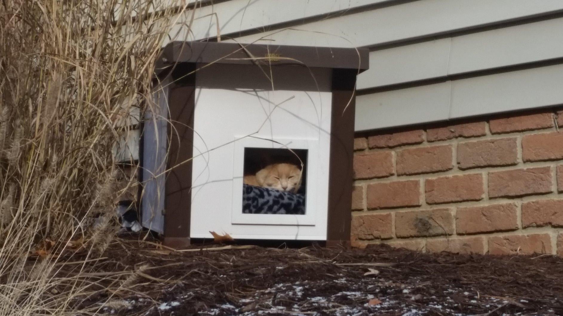 cat sleeps in box outside