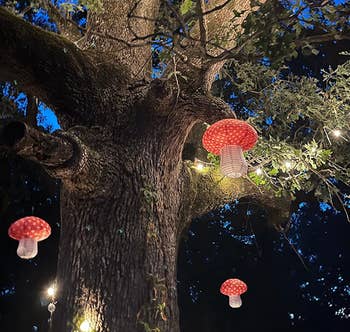 a reviewer's three lanterns in the tree