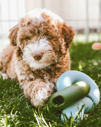 A dog playing with the toys