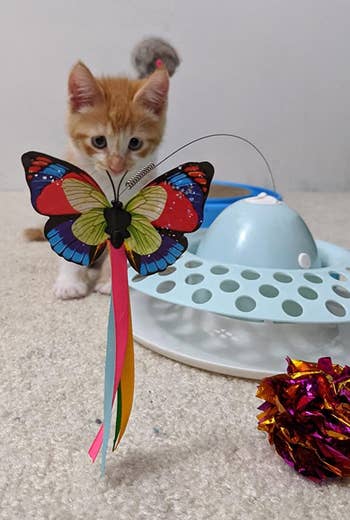 a kitten staring at the butterfly toy