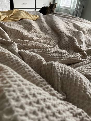 A cat lounges on a textured bedspread with a window in the background, creating a cozy bedroom scene perfect for relaxation