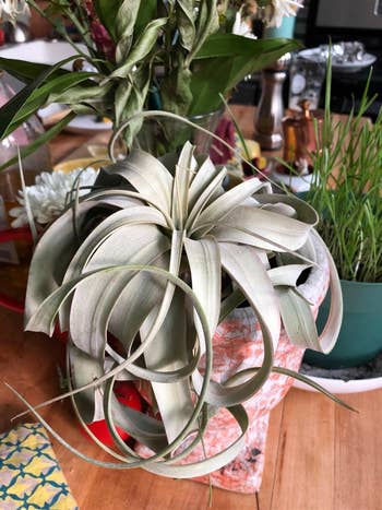 reviewer's photo of their air plant with long, silvery green curls in a pot