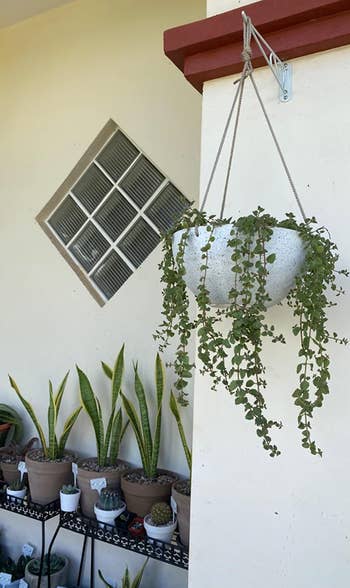 hanging plant in the speckled pot